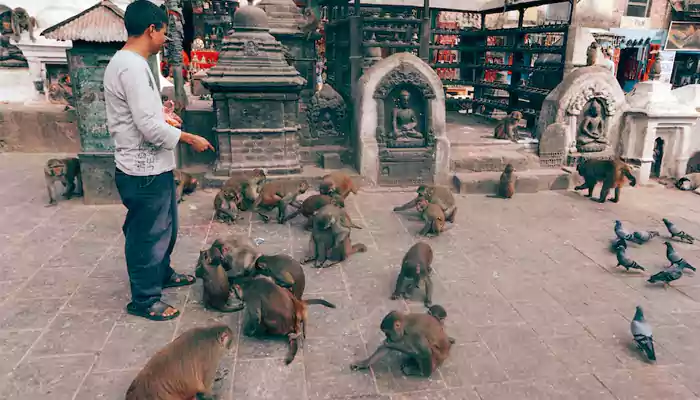 What Happens At The Lopburi Monkey Banquet Festival In Thailand